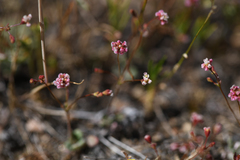 Eriogonum thurberi