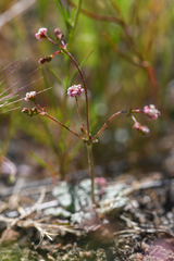 Eriogonum thurberi