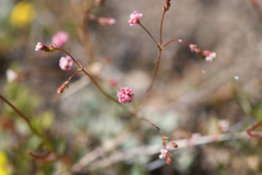 Eriogonum thurberi