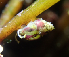 Eulithidium