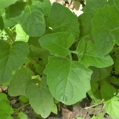 Physalis mollis
