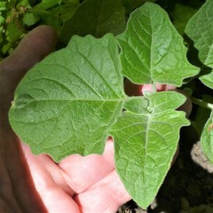 Physalis mollis