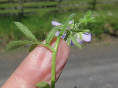 Phacelia gilioides