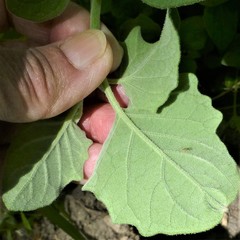 Physalis mollis