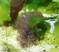 Themiste pyroides