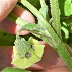 Physalis mollis