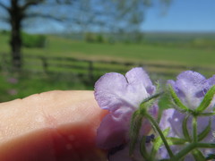 Phacelia gilioides