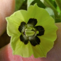 Physalis mollis