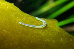 Eulalia gracilior