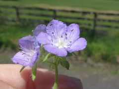 Phacelia gilioides