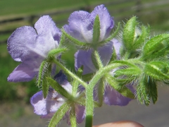 Phacelia gilioides