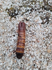 Abantiades atripalpis