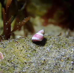 Eulithidium