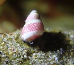 Eulithidium