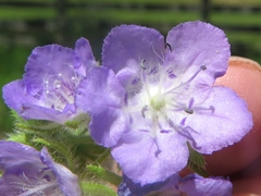 Phacelia gilioides