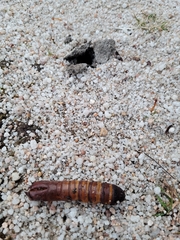 Abantiades atripalpis