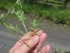 Phacelia gilioides