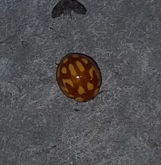 Neocalvia cayennensis