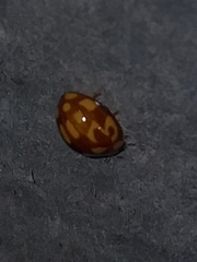 Neocalvia cayennensis