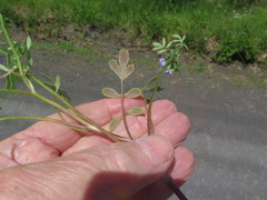 Phacelia gilioides