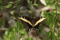 Heraclides andraemon