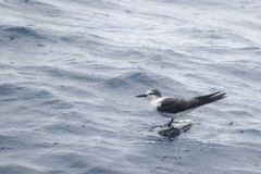 Onychoprion anaethetus