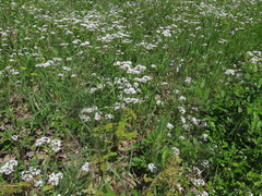 Valerianella ozarkana