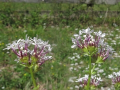 Valerianella ozarkana