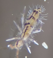 Entomobrya quadrilineata