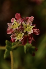 Eriogonum preclarum