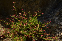 Eriogonum preclarum