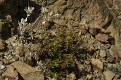 Eriogonum preclarum