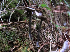 Blastosporella zonata