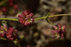 Eriogonum preclarum