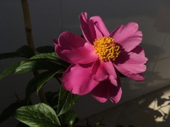 Paeonia