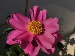 Paeonia