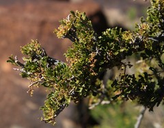 Searsia burchellii