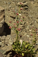 Eriogonum preclarum