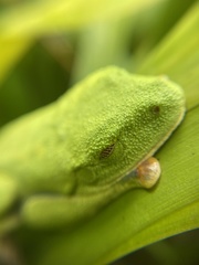 Agalychnis callidryas