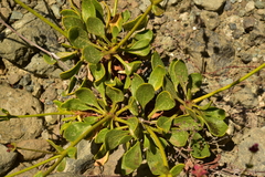Eriogonum preclarum