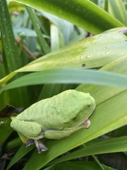 Agalychnis callidryas