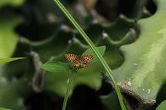 Antillea pelops