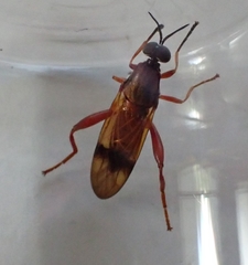 Benhamyia apicalis