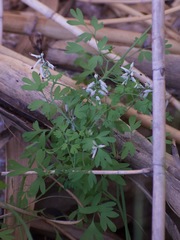 Fumaria capreolata