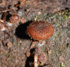 Psathyrella echinata