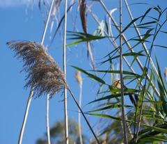 Phragmites australis