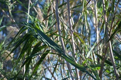 Phragmites australis