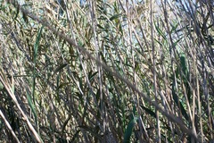 Phragmites australis