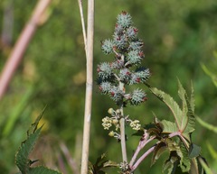 Ricinus communis