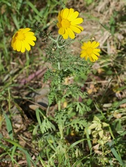 Glebionis coronaria